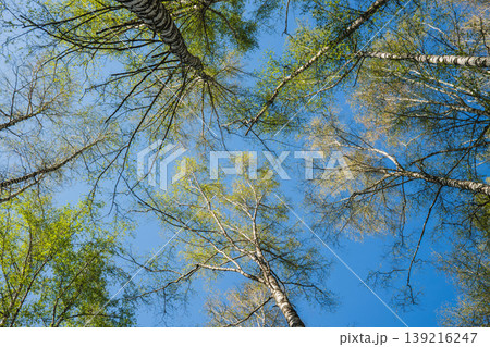 Low angle view of birch tree branches against clear blue sky in mountain forest 139216247