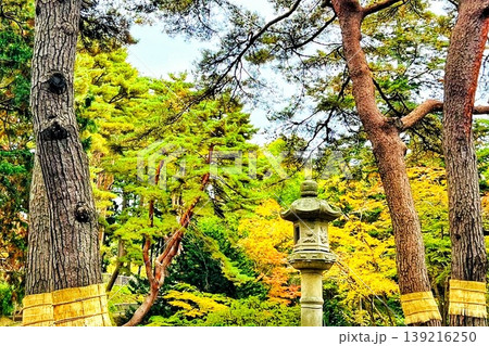 紅葉に包まれた鐘楼 紅葉に包まれた鐘楼 139216250