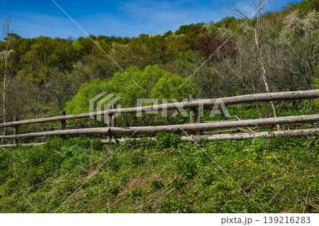 Green hillside slope with wooden fence and bare tree Green hillside slope with wooden fence and bare tree 139216283