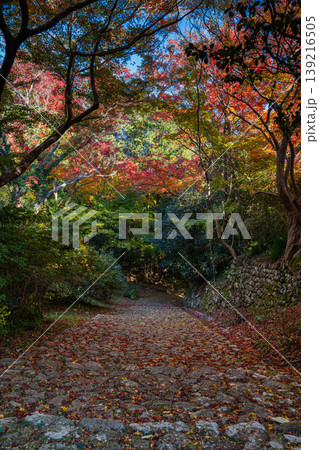 浜松市の鳥羽山公園の紅葉の風景(静岡県) 浜松市の鳥羽山公園の紅葉の風景(静岡県) 139216505