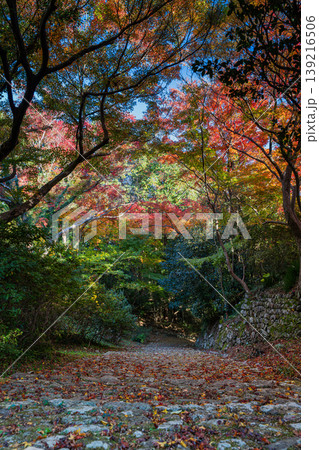 浜松市の鳥羽山公園の紅葉の風景(静岡県) 浜松市の鳥羽山公園の紅葉の風景(静岡県) 139216506