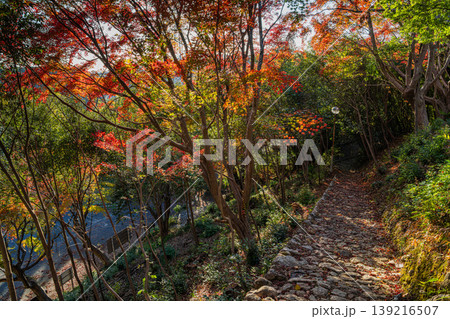 浜松市の鳥羽山公園の紅葉の風景(静岡県) 浜松市の鳥羽山公園の紅葉の風景(静岡県) 139216507