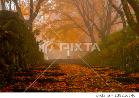 滋賀・百済寺の参道の紅葉 滋賀・百済寺の参道の紅葉 139216546