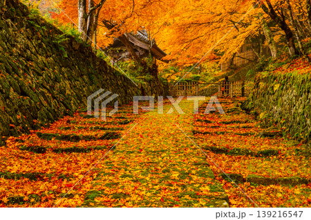 滋賀・百済寺の紅葉(表参道と表門) 滋賀・百済寺の紅葉(表参道と表門) 139216547