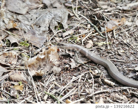 Slow worm slithering through natural forest floor habitat 139216622