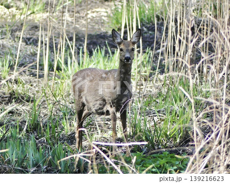 Roe deer watching camera standing in wild nature habitat Roe deer watching camera standing in wild nature habitat 139216623