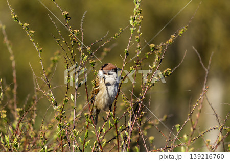 A male house sparrow perched on a branch 139216760