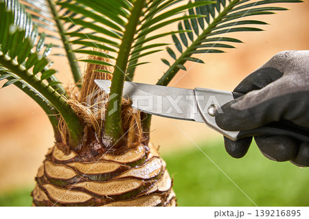 Gardener's gloved hand carefully trims a small palm tree with a sharp folding knife Gardener's gloved hand carefully trims a small palm tree with a sharp folding knife 139216895
