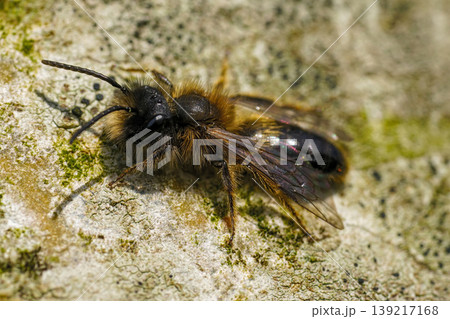 Detailed closeup on a male Large Sallow mining bee, Andrena apicata 139217168