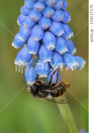Horned mason Bee, Osmia cornuta male Collect Nectar From Blue Grape Hyacinth Floral In Spring Close Up Pollination, Horned mason Bee, Osmia cornuta male Collect Nectar From Blue Grape Hyacinth Floral In Spring Close Up Pollination, 139217170