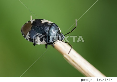 Tritomegas bicolor, the pied shield bug on Stem in Macro View Captures Nature's Intricate Details and Beauty Close Up, Tritomegas bicolor, the pied shield bug on Stem in Macro View Captures Nature's Intricate Details and Beauty Close Up, 139217171