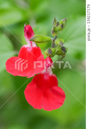 Close-up of a red and white Salvia microphylla flower with a blurred green background. 139217179