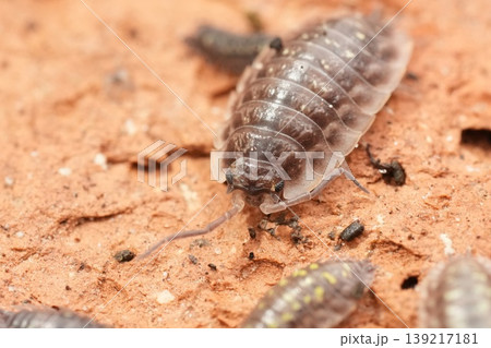 Close Up of a Pillbug on a Brick Surface, Showcases Entomology and Detailed Crustacean Biology 139217181