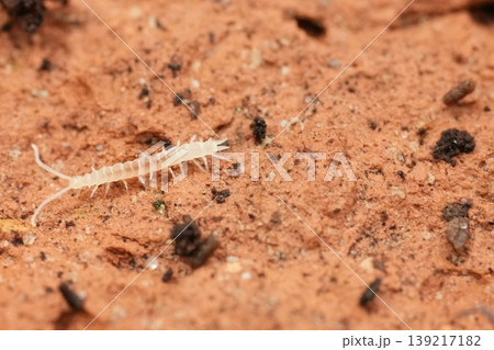 Extreme closeup on a small white juvenile Scutigerella species, a subterranean species which feeds on plants Extreme closeup on a small white juvenile Scutigerella species, a subterranean species which feeds on plants 139217182