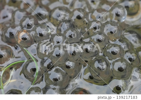 Macro close-up of frogspawn eggs in pond water Macro close-up of frogspawn eggs in pond water 139217183