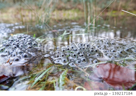 Fresh Common European brown frog spawn emerge in natural pond water in a woodland setting, early spring wildlife reproduction 139217184