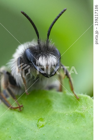 Extreme natural closeup on a male grey-backed mining bee, Andrena vaga on a green leaf Extreme natural closeup on a male grey-backed mining bee, Andrena vaga on a green leaf 139217186