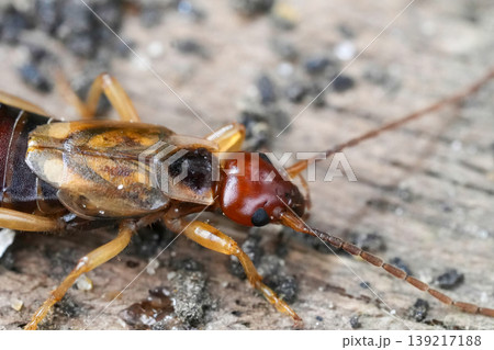 Close-up of a common European earwig insect with prominent pincers, resting on a textured wooden surface outside in nature 139217188