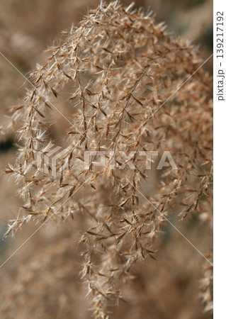 Delicate plumes of dry ornamental Miscanthus grass shimmer in warm sunlight, creating a soft, natural background texture 139217192