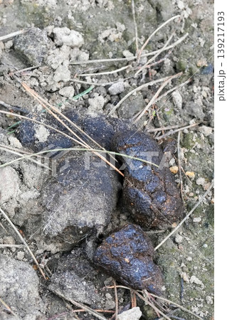 Fresh animal droppings on dry earth with pine needles: natural decomposition and ecosystem element Fresh animal droppings on dry earth with pine needles: natural decomposition and ecosystem element 139217193