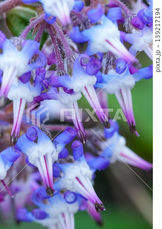 Closeup on the blue flower of the Early-flowering borage, Trachystemon orientalis also commonly known as Abraham-Isaac-Jacob 139217194