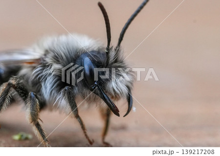 Extreme natural closeup on a male grey-backed mining bee, Andrena vaga 139217208