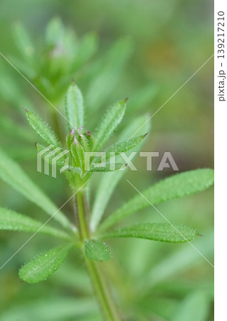 Closeup on leaves of the catchweed bedstraw , Galium aparine, also known as cleavers, grip grass, sticky willy. Hooks on fruit attach to clothing to disperse seeds. 139217210
