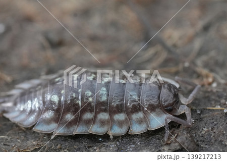 Terrestrial Isopod Close-Up on Natural Surface with Detailed Exoskeleton Segments and Antennae Terrestrial Isopod Close-Up on Natural Surface with Detailed Exoskeleton Segments and Antennae 139217213