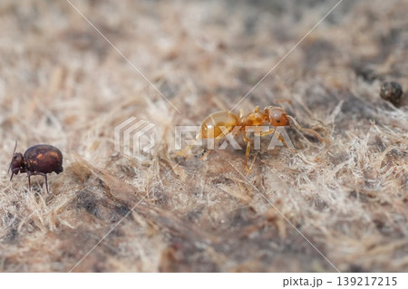 Macro View of Small Insects: an orange yellow meadow ant Lasius flavus and dark springtail on a Rough Textured Surface Macro View of Small Insects: an orange yellow meadow ant Lasius flavus and dark springtail on a Rough Textured Surface 139217215