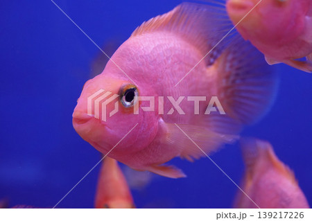 Close-up of a vibrant pink Freshwater Midas chiclid, Amphilophus citrinellus with a beautiful texture against a deep blue background 139217226