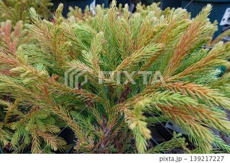 Vibrant Evergreen Branches with Golden-Green and Russet Tones, Nature's Beauty Up Close in Detail Vibrant Evergreen Branches with Golden-Green and Russet Tones, Nature's Beauty Up Close in Detail 139217227