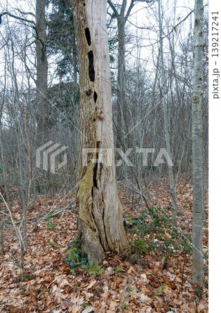Weathered Tree Trunk in Forest: Nature's Decay, Detailed Bark Texture, Woodland Environment Weathered Tree Trunk in Forest: Nature's Decay, Detailed Bark Texture, Woodland Environment 139217241