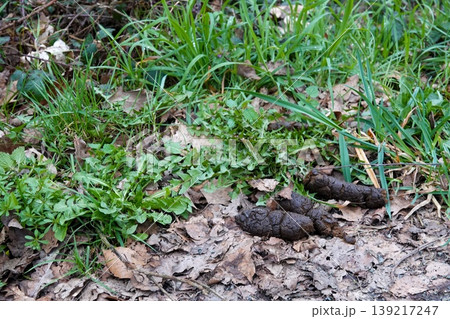 Fresh domestic Dog Droppings on Forest Floor Among Green Grass and Dry Leaves in Nature Environment Fresh domestic Dog Droppings on Forest Floor Among Green Grass and Dry Leaves in Nature Environment 139217247