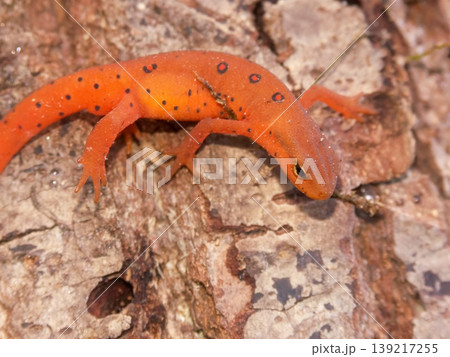 Closeup on a colorful red eft stage juvenile Red-spotted newt Notophthalmus viridescens Closeup on a colorful red eft stage juvenile Red-spotted newt Notophthalmus viridescens 139217255