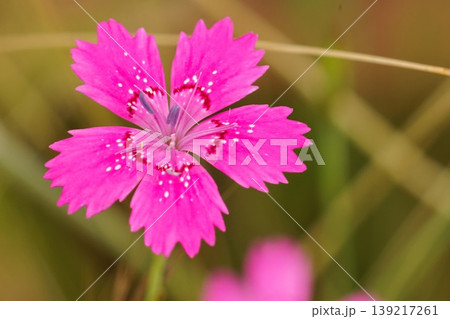 Field of Wild Pink Carnation meadow flower, Dianthus deltoides Blossoming in Green Grass: A Delicate Beauty Field of Wild Pink Carnation meadow flower, Dianthus deltoides Blossoming in Green Grass: A Delicate Beauty 139217261