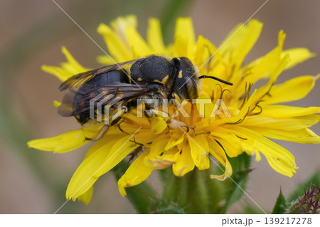 Closeup of a female European Wool carder bee Anthidium manicatum on a yellow flower in the Gard, France Closeup of a female European Wool carder bee Anthidium manicatum on a yellow flower in the Gard, France 139217278