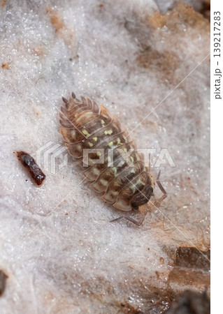 Close Up View of a Small Terrestrial Isopod Insect on a Textured Surface with Debris Close Up View of a Small Terrestrial Isopod Insect on a Textured Surface with Debris 139217283