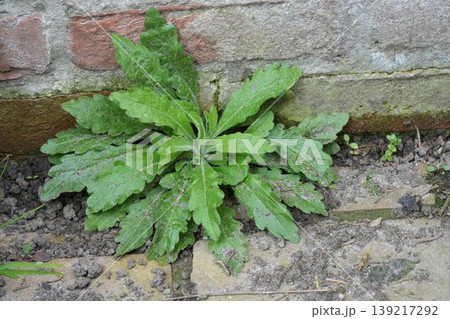 Closeup on an emerging young Guernsey, Sumatran, tall , broad-leaved, fleabane or white horseweed, Erigeron sumatrensis 139217292