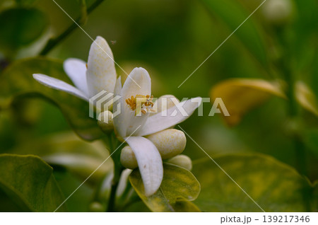 Delicate white blossoms emerge among lush green foliage on a tranquil spring morning in a vibrant garden Delicate white blossoms emerge among lush green foliage on a tranquil spring morning in a vibrant garden 139217346