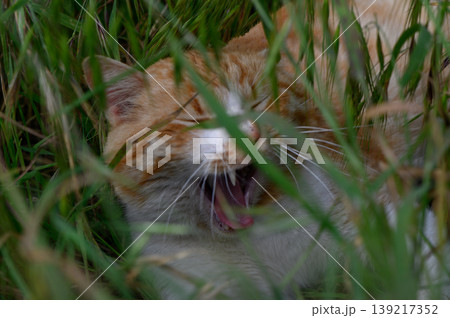 Ginger cat playfully resting while yawning in lush green grass on a sunny afternoon in a tranquil Ginger cat playfully resting while yawning in lush green grass on a sunny afternoon in a tranquil 139217352