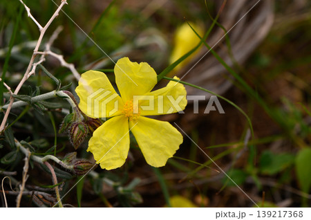 Bright yellow wildflower blooms under soft sunlight in a lush green springtime 139217368