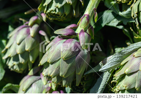 Freshly harvested artichokes glistening in the sunlight at a bustling farmers market in springtime Freshly harvested artichokes glistening in the sunlight at a bustling farmers market in springtime 139217421