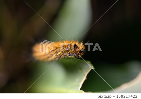 Vibrant woolly caterpillar exploring a lush green leaf in a tropical habitat during daylight hours 139217422