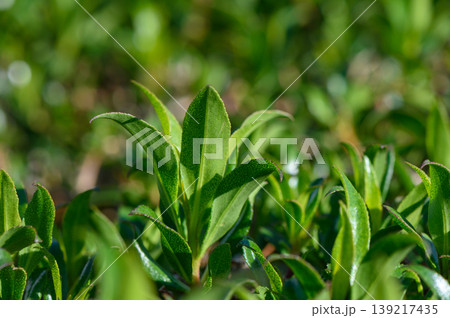 Lush green tea leaves thriving under the warm sun in a tranquil plantation Lush green tea leaves thriving under the warm sun in a tranquil plantation 139217435