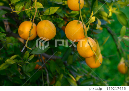 Vibrant oranges hanging from lush green branches in a sunlit garden during Vibrant oranges hanging from lush green branches in a sunlit garden during 139217436