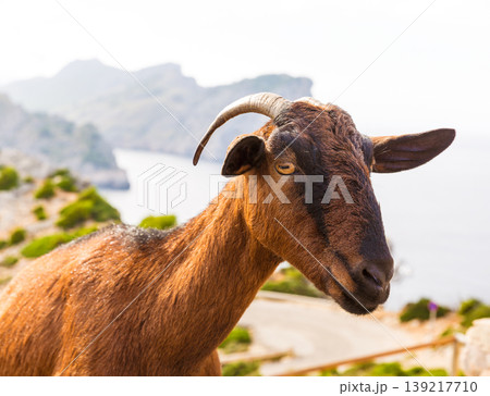 Majorca goat in Formentor Cape Lighthouse 139217710