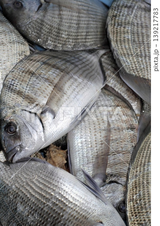 Diplodus Sargus white seabream fish 139217783