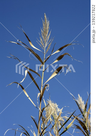 cane flowers on the river, blue sky 139217822