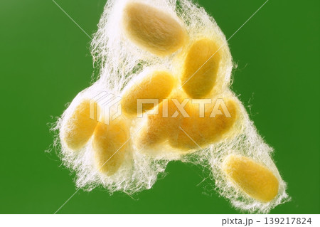 yellow silkworm cocoon over green 139217824