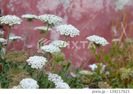 wild carrot daucus carota flower balearic islands 139217825